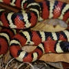 Lampropeltis knoblochi